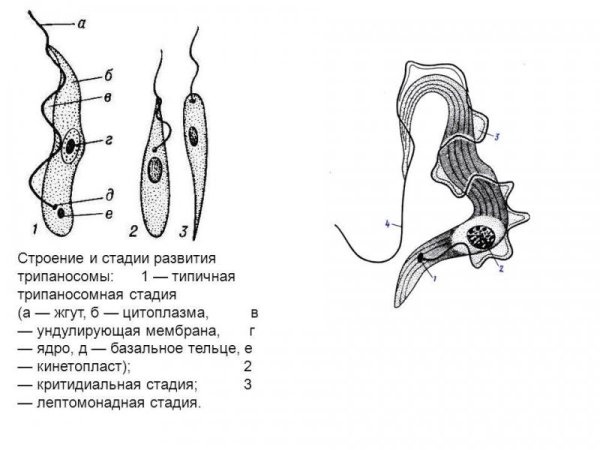 Формы трипаносом и строение
