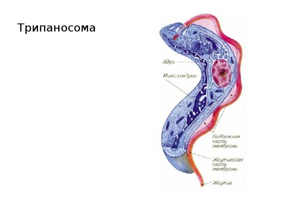 Трипаносома Лошадиная строение