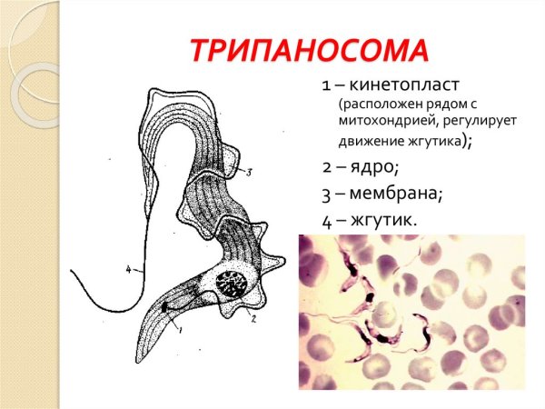 Трипаносома строение жизненный цикл