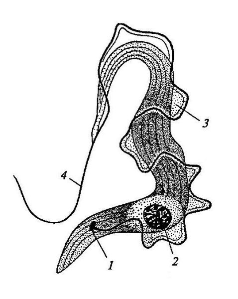 Кинетопласт у трипаносомы