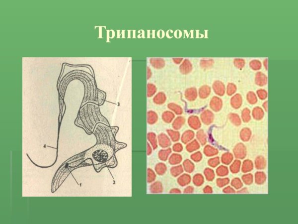 Трипаносомы таблица