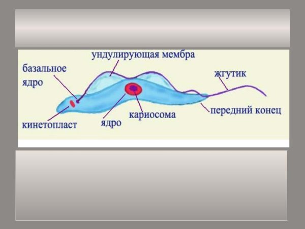 Эпимастигота трипаносомы