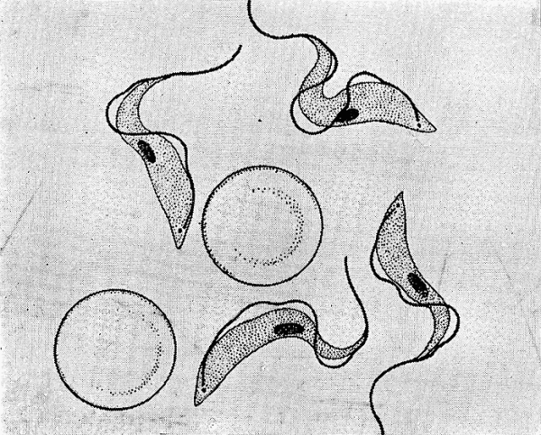 Trypanosoma brucei строение
