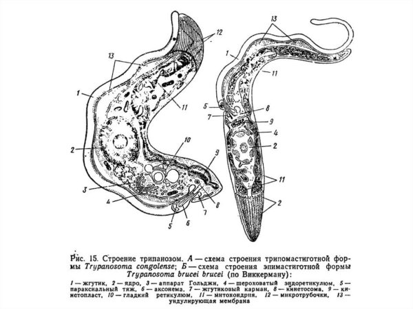 Трипаносома строение схема