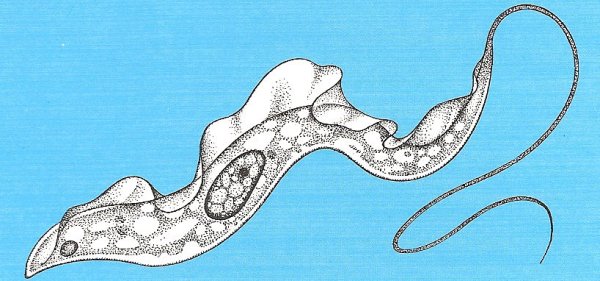 Trypanosoma SP строение