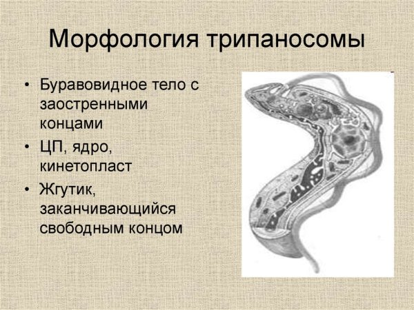 Трипаносома Африканская строение