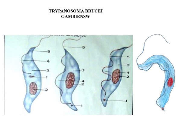 Простейшие паразиты трипосама