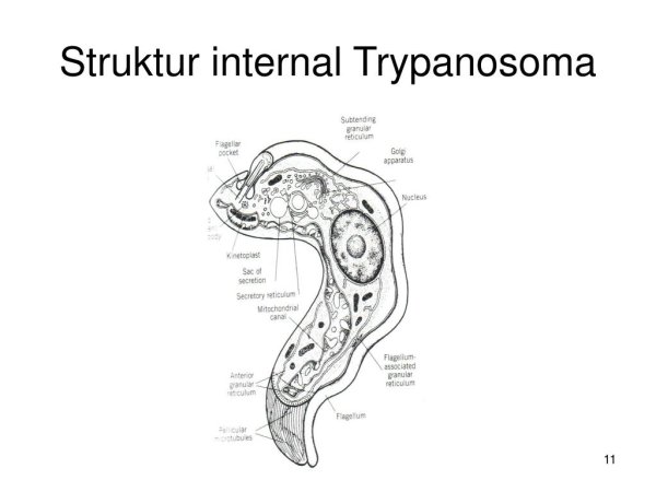 Трипаносома схема