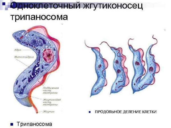 Трипаносома equiperdum