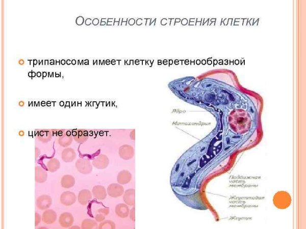 Трипаносома строение