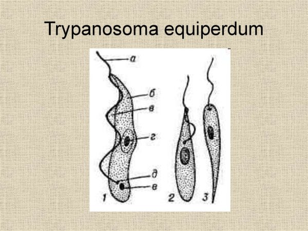 Trypanosoma cruzi морфология