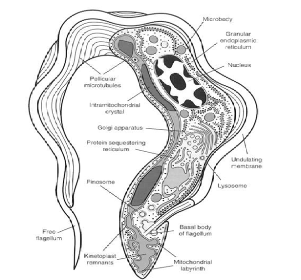 Трипаносома строение схема