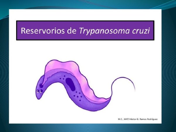 Трипаносома строение жизненный цикл