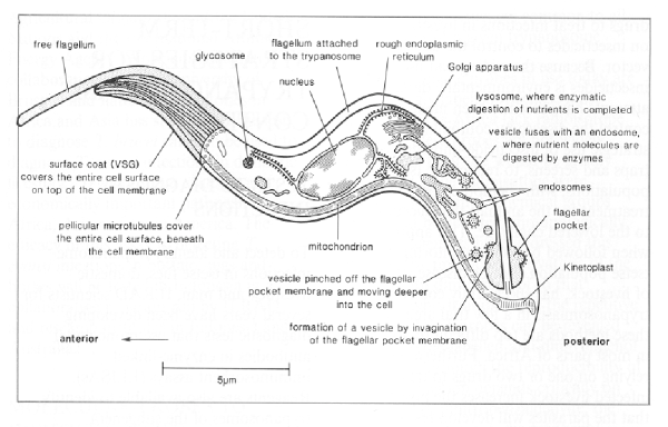 Trypanosoma cruzi классификация