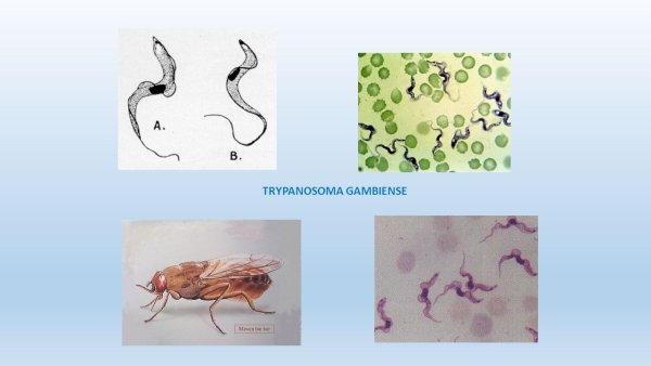 Trypanosoma lewisi строение