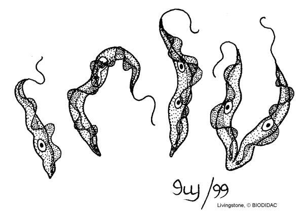 Трипаносома конская