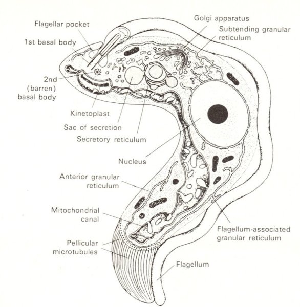 Эпимастигота трипаносомы