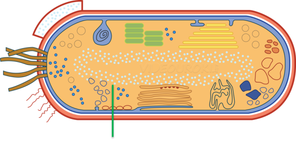 Мезосомы в клетках бактерий