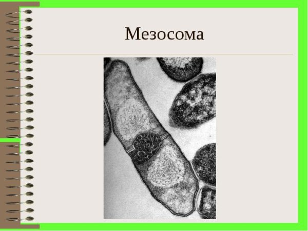 Мезосома у бактерий это