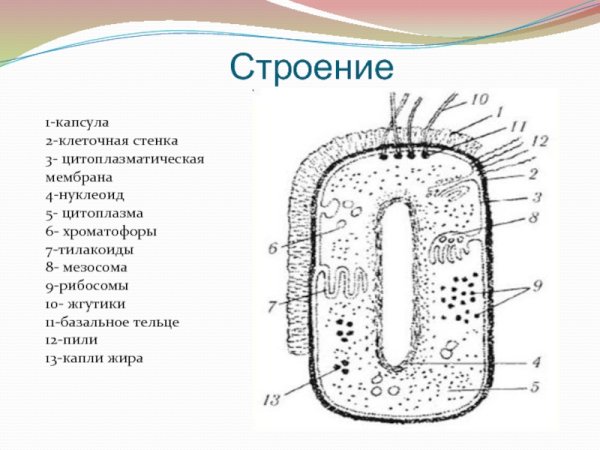 Строение бактериальной клетки мезосомы
