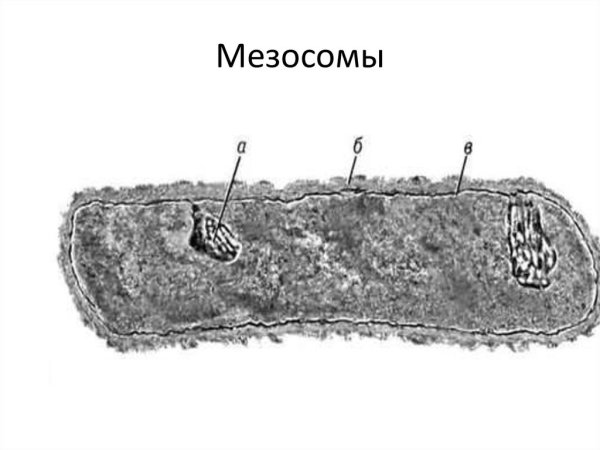 Мезосомы бактерий строение