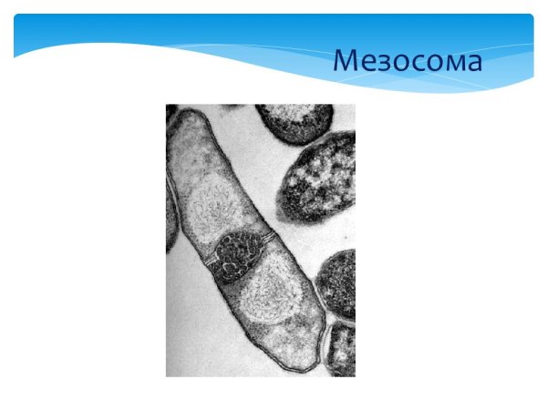 Септальные мезосомы