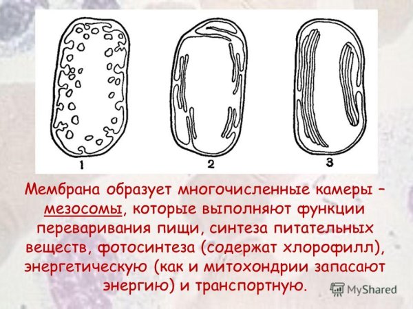 Мезосомы бактерий функции