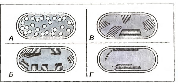 Внутрицитоплазматические мембраны прокариот