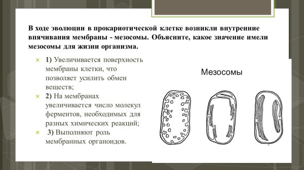 Мезосомы бактериальной клетки