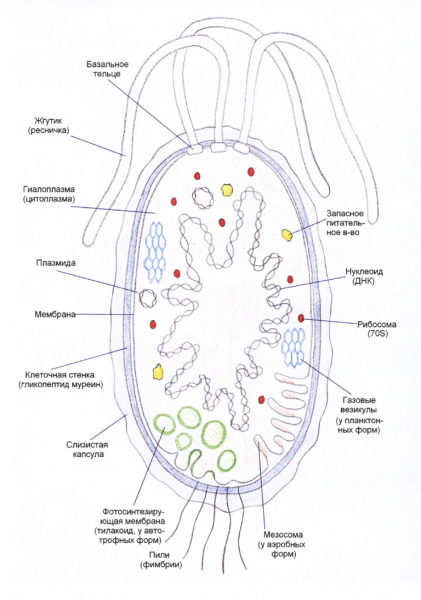Мезосома бактериальной клетки