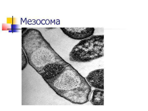 Мезосомы бактерий строение