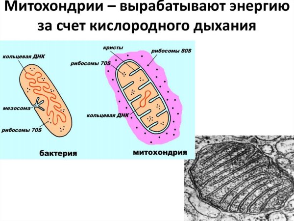 Митохондрии вырабатывают энергию