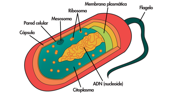 Procariota and eucariot