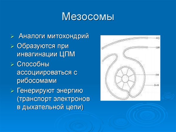 Строение мезосом бактерий