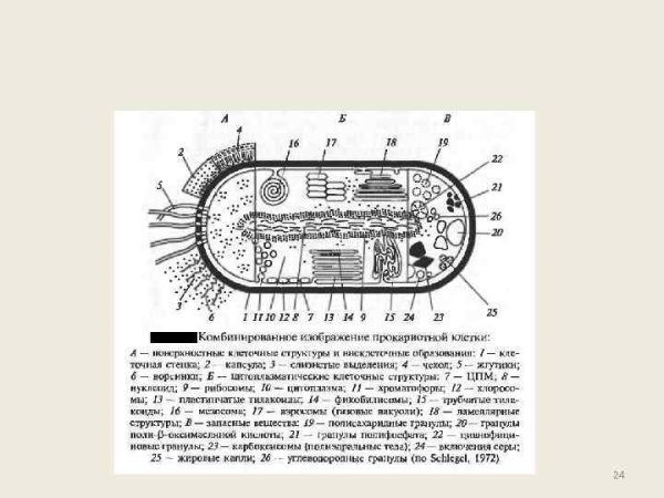 Мезосомы в растительной клетке