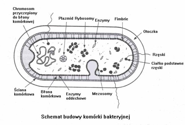 Мезосомы микроскоп