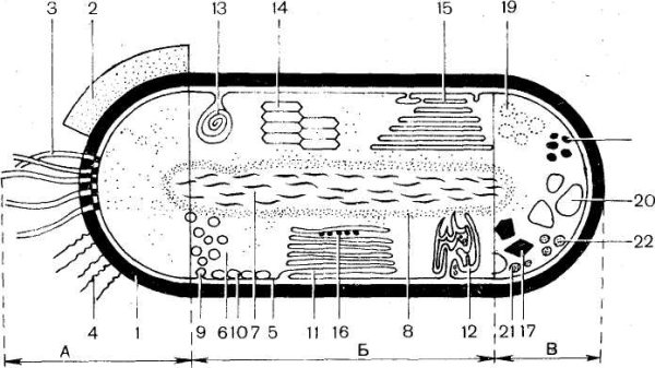 Строение бактериальной клетки мезосомы