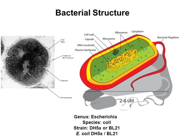 Строение бактериальной клетки прокариот