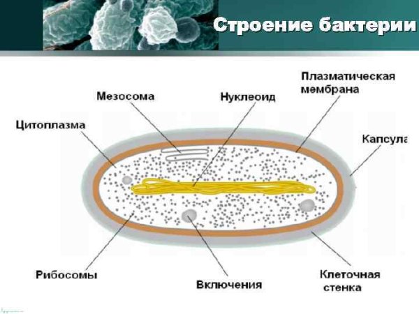 Мезосома у эукариот