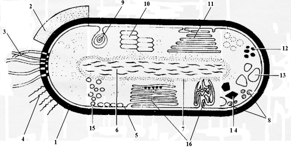 Celula bacteriana картинка