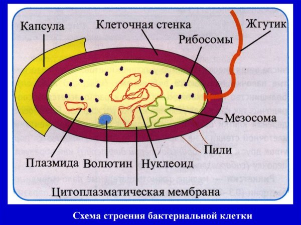 Строение рибосом в бактериальной клетке