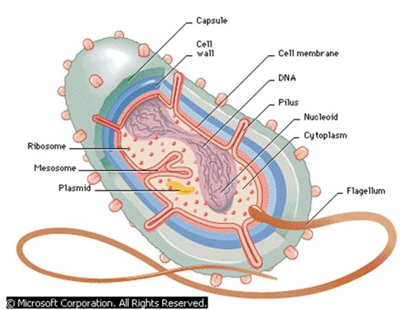 Bacterial Cell