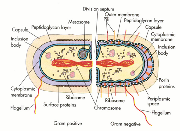 Строение бактериальной клетки мезосомы