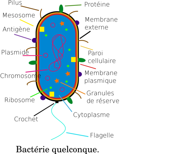 Строение бактериальной клетки прокариот