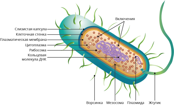 Строение бактериальной клетки карандашом