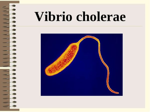 Vibrio cholerae рисунок