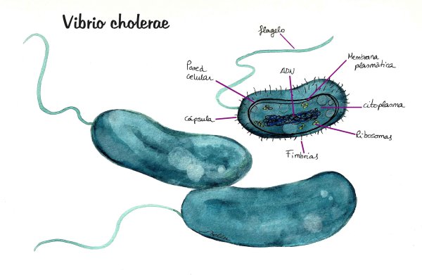 Vibrio cholerae рисунок