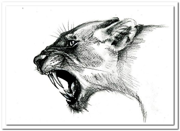 Набросок морды животного