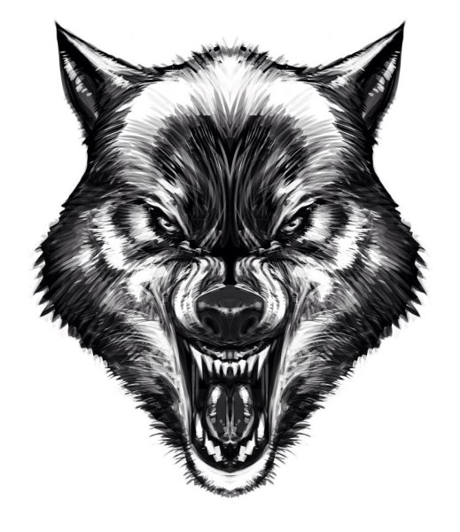 Тигр с оскалом трайбл