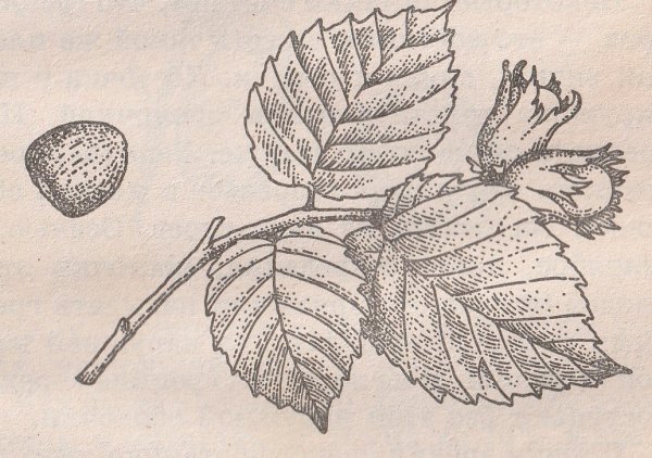 Лист лещины рисунок